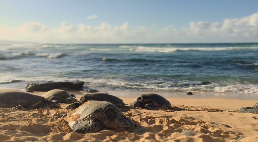 places to go in Maui Ho'okipa Beach